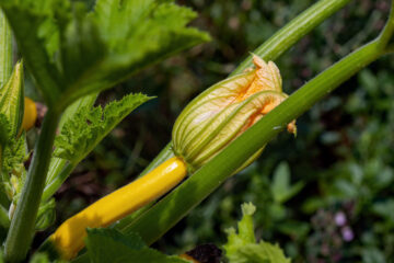 Hans Stötera - Challenge 106: 27.05 - Zucchini