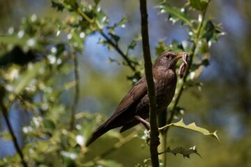 Bodo Jarren - Challenge 107: 24.06 - 07.07.2024 - Der frühe Vogel...