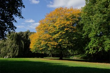 Hans Stötera - Challenge 117: 28.10 - 10.11.2024 - Blohms Park