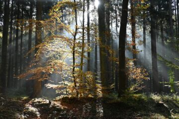 Wolfgang Scheffler - Challenge 117: 28.10 - 10.11.2024 - Ein paar Sonnenstrahlen