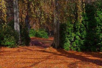 Bodo Jarren - Challenge 117: 28.10 - 10.11.2024 - Herbstweg