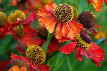 Antje Kakuschke - Challenge 117: 28.10 - 10.11.2024 - Herbst Verwelkte Blüten