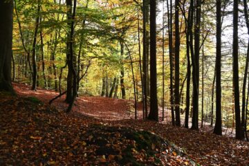 Wolfgang Scheffler - Challenge 117: 28.10 - 10.11.2024 - Laubwald