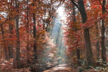 Susanne Wahl - Challenge 117: 28.10 - 10.11.2024 - Nebelwald