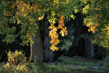 Susanne Wahl - Challenge 117: 28.10 - 10.11.2024 - Wenn es Herbst wird